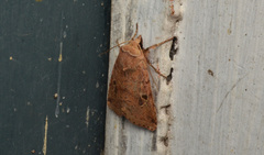 Diarsia esurialis