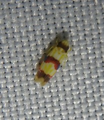 Erythroneura integra