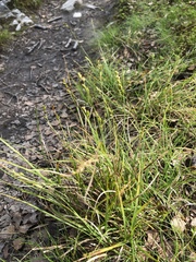 Carex canescens