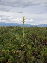 Pseudorchis straminea