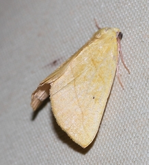 Drepanogynis cambogiaria