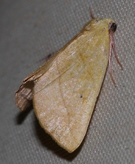 Drepanogynis cambogiaria