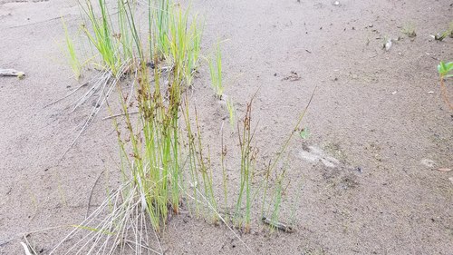 Arctic rush (Juncus arcticus)