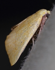 Drepanogynis cambogiaria