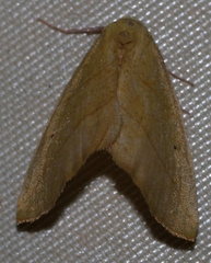 Drepanogynis cambogiaria