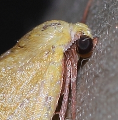 Drepanogynis cambogiaria