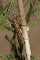 Nabis capsiformis