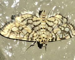 Lygropia rivulalis