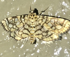 Lygropia rivulalis