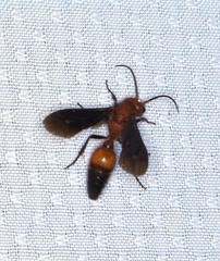 Sphaeropthalma boweri