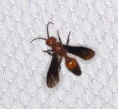 Sphaeropthalma boweri