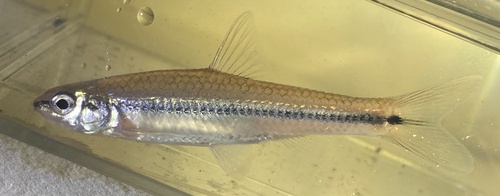 Zwartstaart-shiner (Notropis atrocaudalis) — Cyprinidae