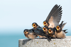 Barn Swallow photo 6