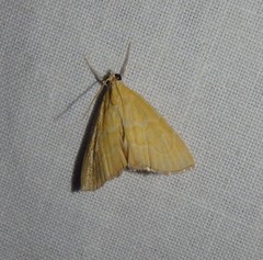 Glaphyriinae