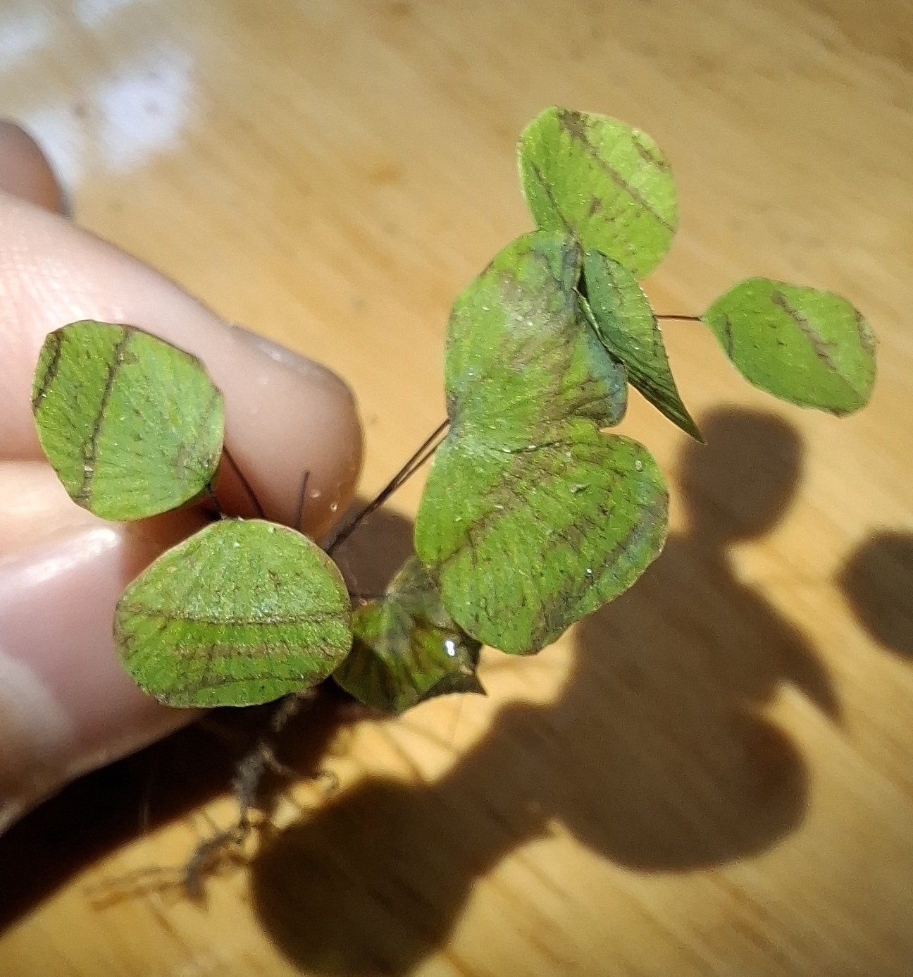 Adiantum capillus-junonis (Adiantum capillus-junonis)