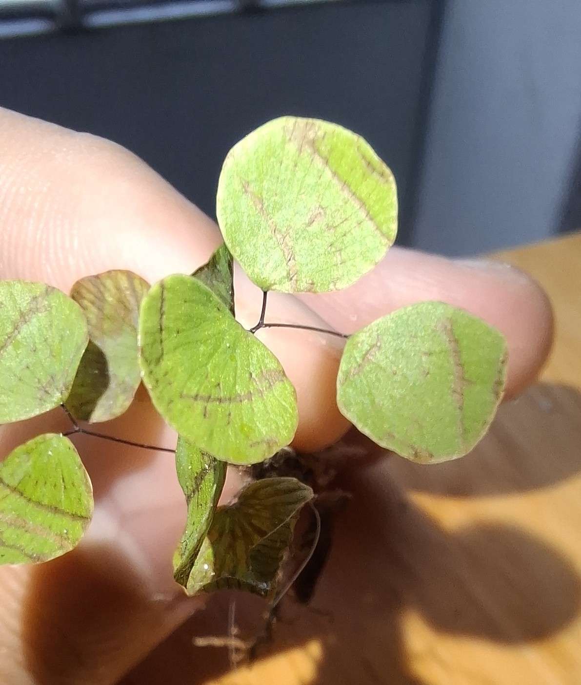 Adiantum capillus-junonis — ảnh 2