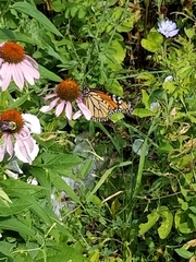Danaus plexippus