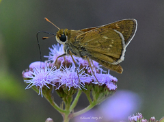 Hesperia attalus slossonae