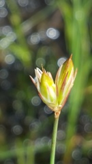 Juncus stygius americanus