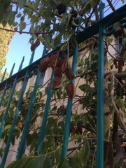 Brachychiton populneus