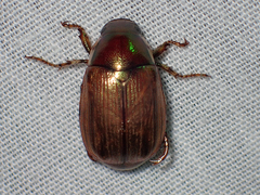 Callistethus marginatus