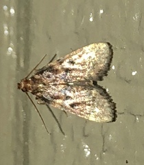 Aglossa disciferalis