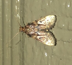 Aglossa disciferalis