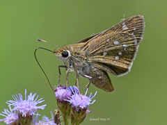 Hesperia attalus slossonae