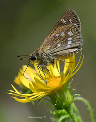 Hesperia attalus slossonae