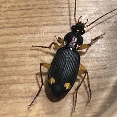 Chlaenius bioculatus