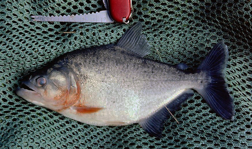 Slender piranha (Serrasalmus elongatus) — Serrasalmidae — 4