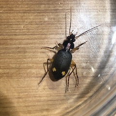 Chlaenius bioculatus