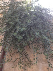 Capparis zoharyi