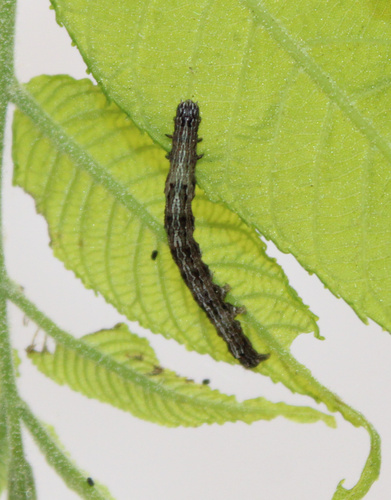 Bride Underwing photo 5