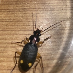 Chlaenius bioculatus