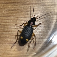 Chlaenius bioculatus