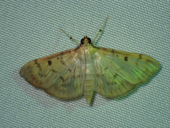 Herpetogramma fluctuosalis