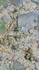 Eriastrum wilcoxii