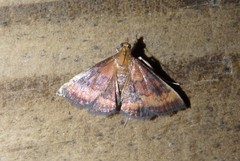 Pyrausta rubricalis