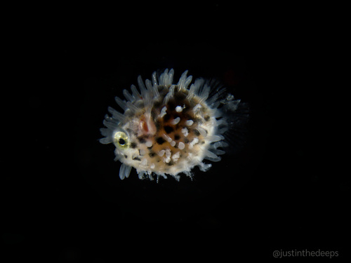 Longspined Porcupinefish
