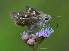 Hesperia attalus slossonae