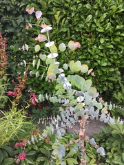 Eucalyptus perriniana