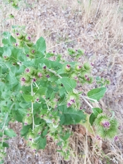 Arctium minus