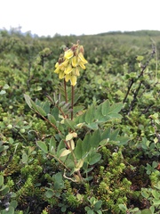 Astragalus frigidus