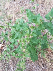 Arctium minus