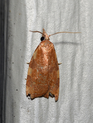 Cenopis diluticostana