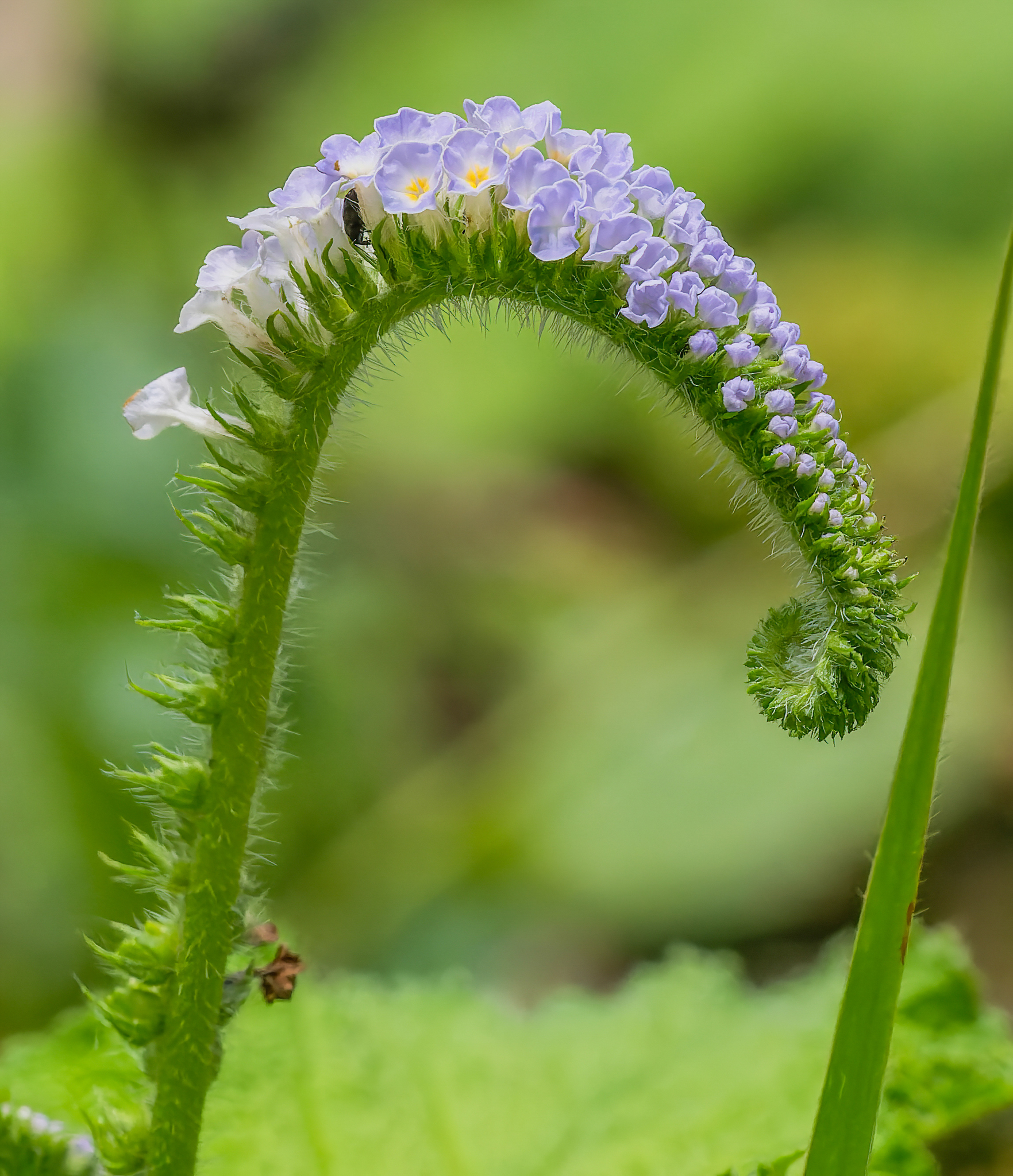 Heliotropium indicum