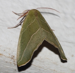 Drepanogynis olivescens