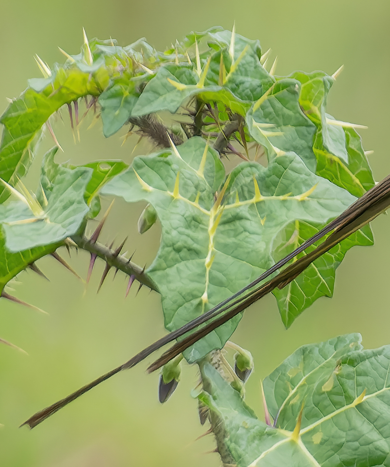 Solanum palinacanthum