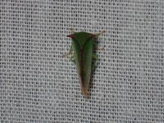 Stictocephala militaris